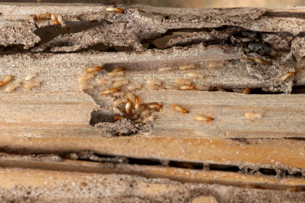 Best Exterminator Services  in Cathcart, WA